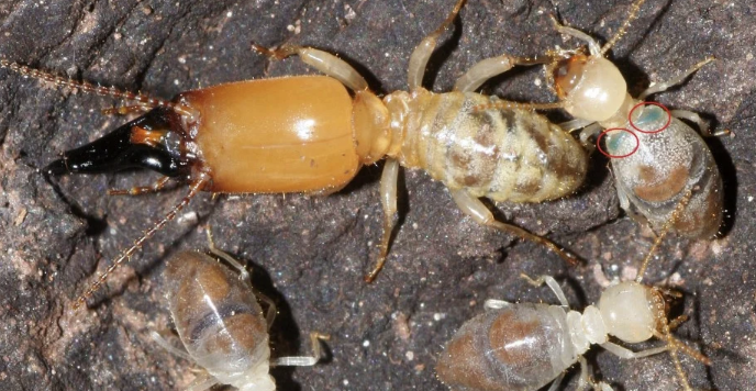 Solusi Efektif Melindungi Rumah dari Serangan Rayap
