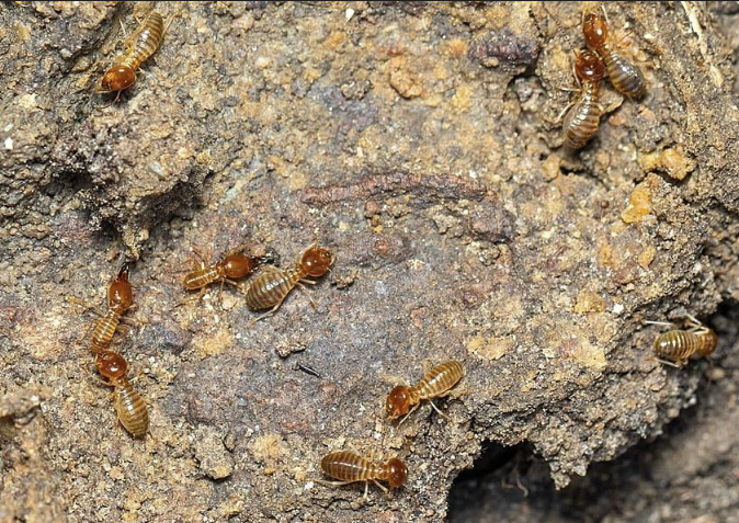 Jasa Anti Rayap Depok: Solusi Efektif Lindungi Properti dari Serangan Rayap