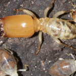 Solusi Efektif Melindungi Rumah dari Serangan Rayap