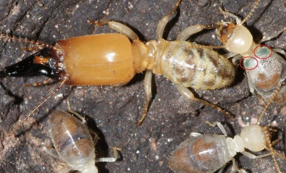 Solusi Efektif Melindungi Rumah dari Serangan Rayap