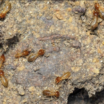 Jasa Anti Rayap Depok: Solusi Efektif Lindungi Properti dari Serangan Rayap