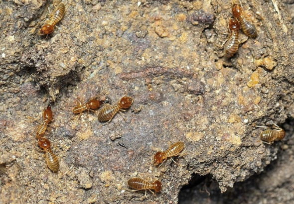 Jasa Anti Rayap Depok: Solusi Efektif Lindungi Properti dari Serangan Rayap